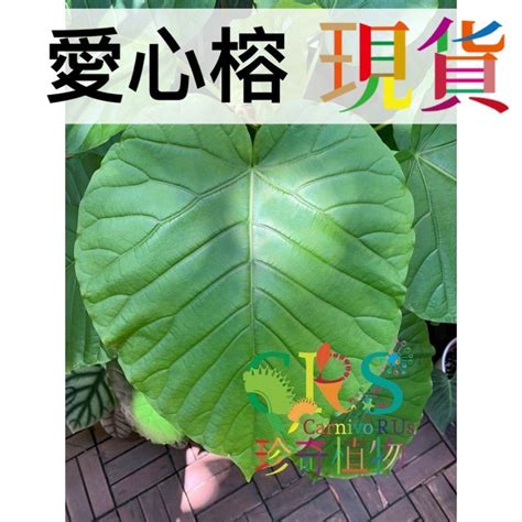 愛心榕 照顧|Ficus umbellata 愛心榕